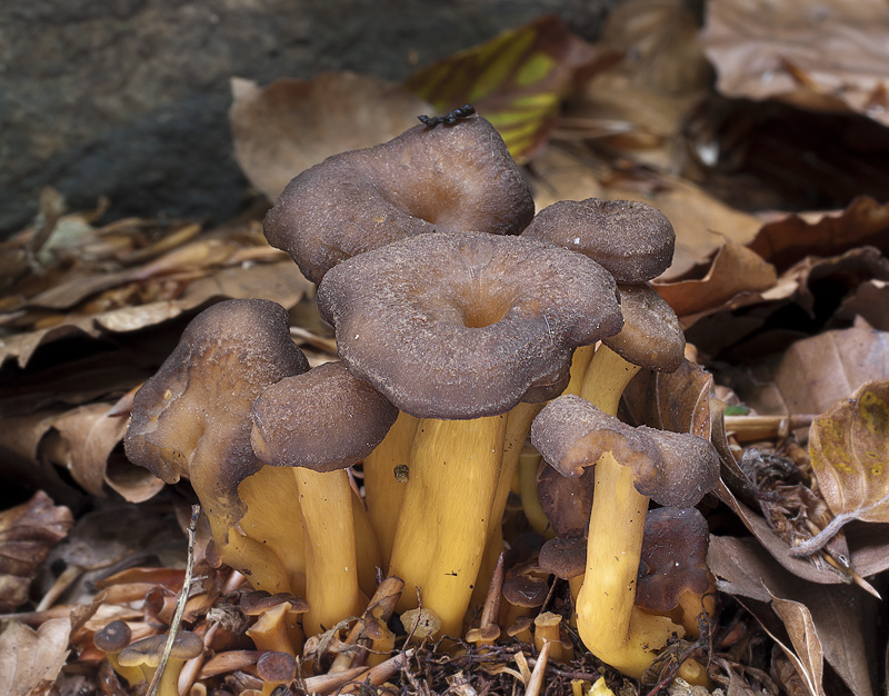 Cantharellus tubaeformis